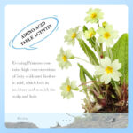 SADOER Evening Primrose Vitamin E Cleansing Milk 100g - Image 2