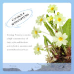SADOER Evening Primrose Vitamin E Hand Cream 60g - Image 3